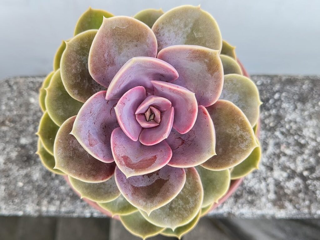 Echeveria ‘Perle von Nurnberg 1