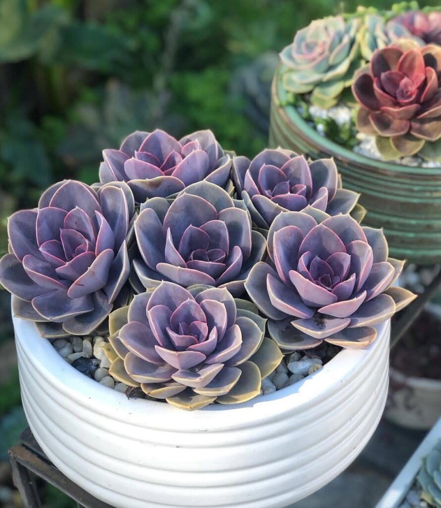 Echeveria ‘Perle von Nurnberg