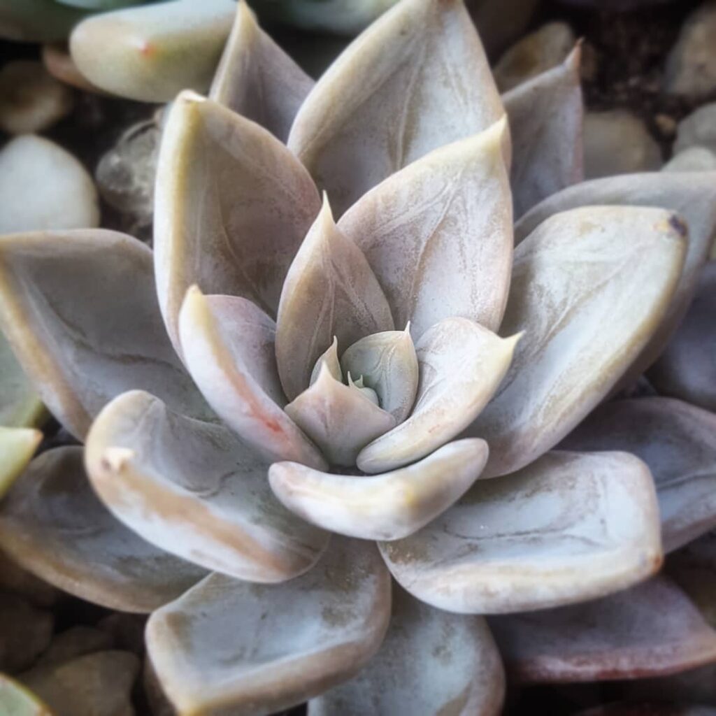 Echeveria ‘Silver Queen