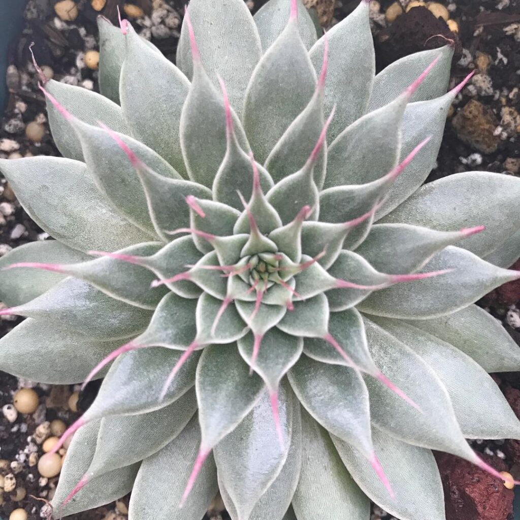 Echeveria ‘Silver Star