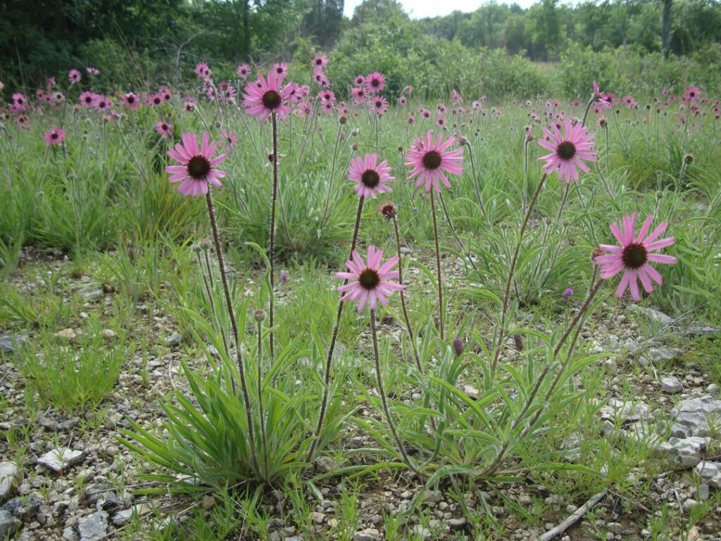 Echinacea Tennesseensis