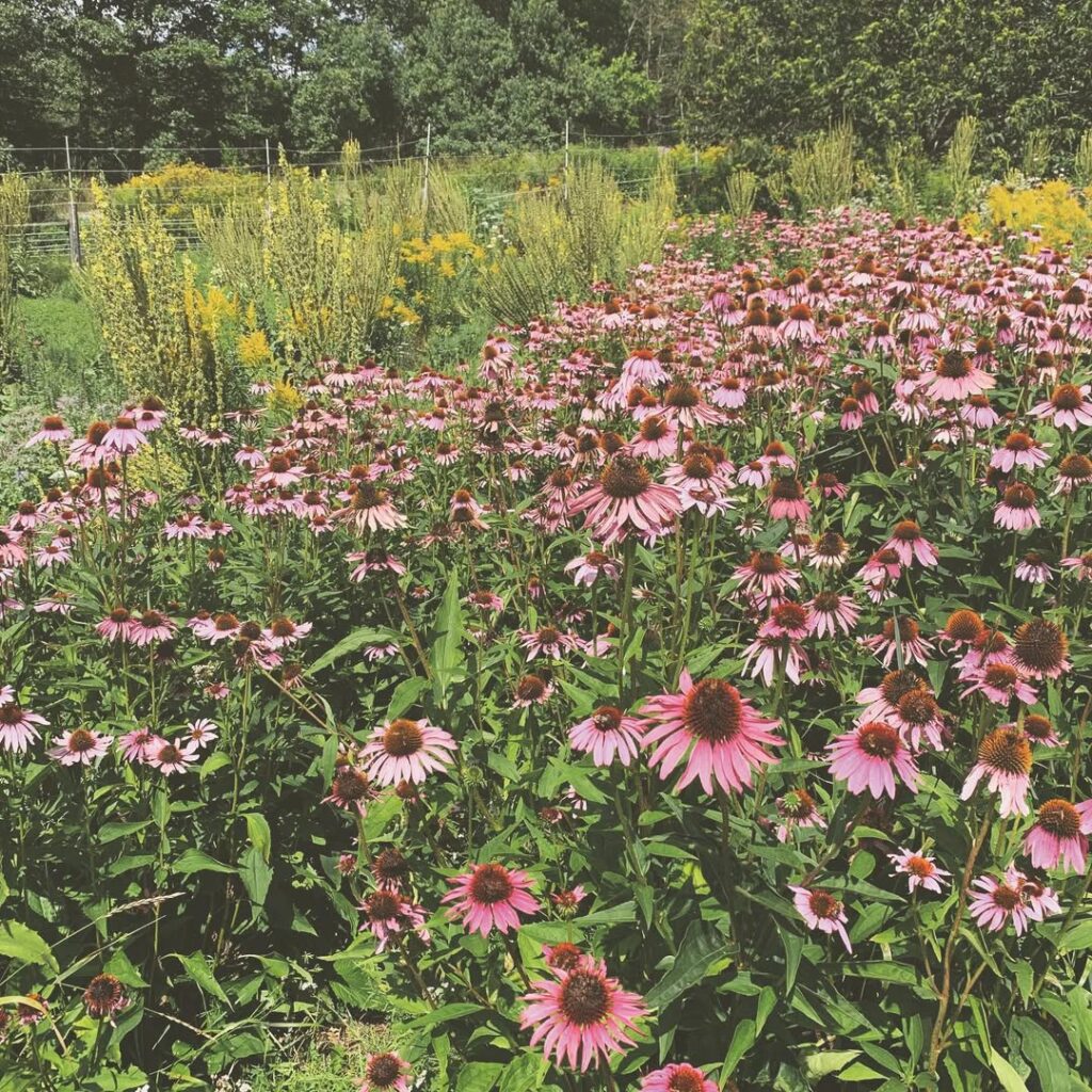 Echinacea purpurea 1