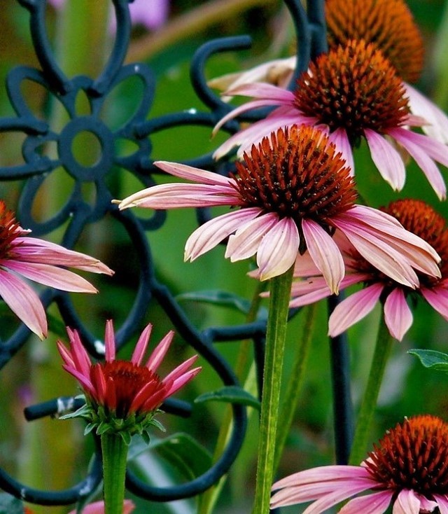Echinacea purpurea