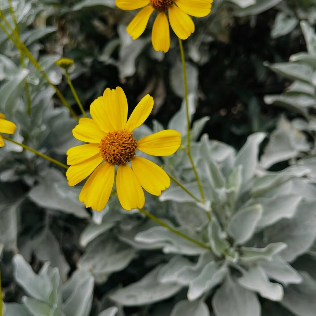 Encelia Farinosa