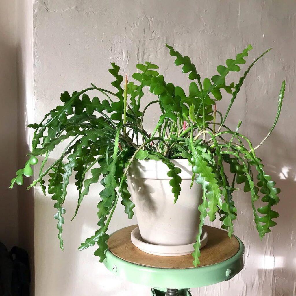 Epiphyllum anguliger