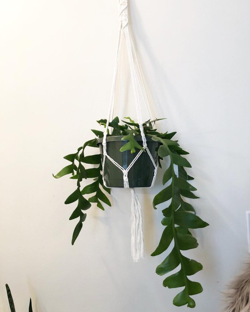 Epiphyllum chrysocardium