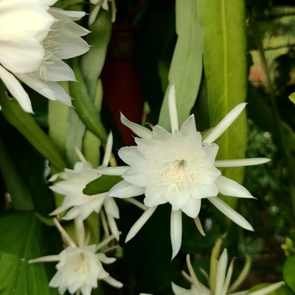 Epiphyllum oxypetalum