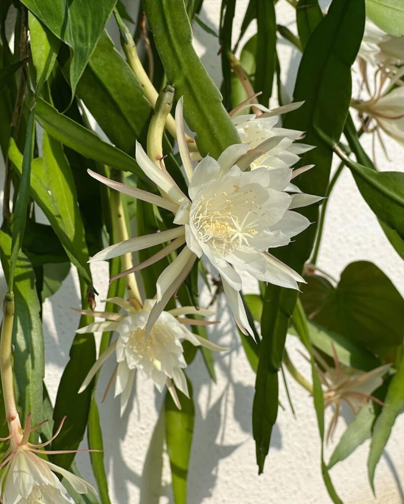 Epiphyllum pumilum