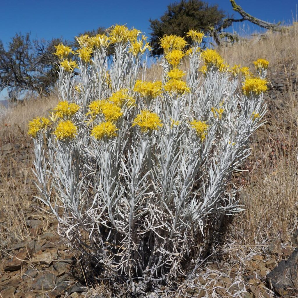 Ericameria Nauseosa