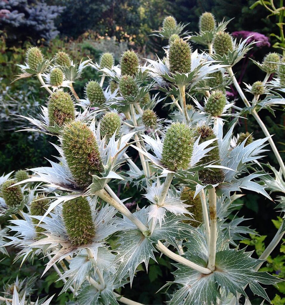 Eryngium giganteum ‘Miss Willmotts Ghost