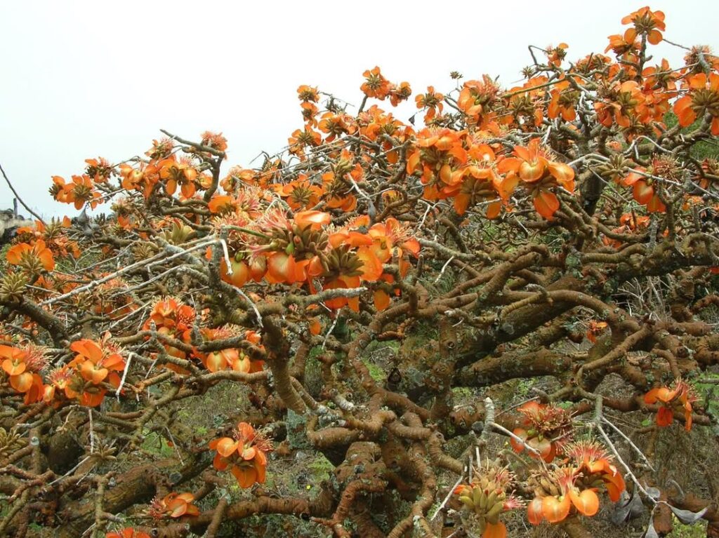 Erythrina sandwicensis