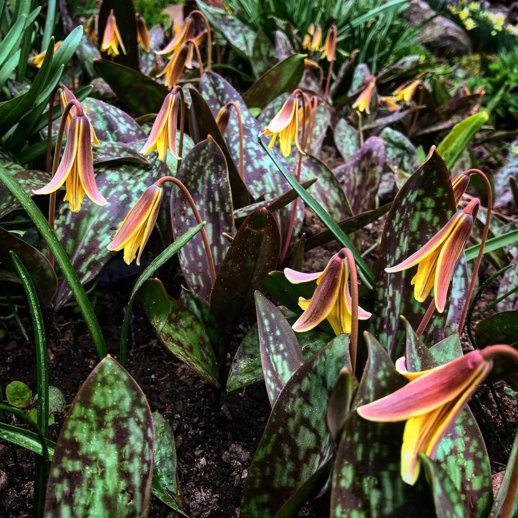 Erythronium Americanum