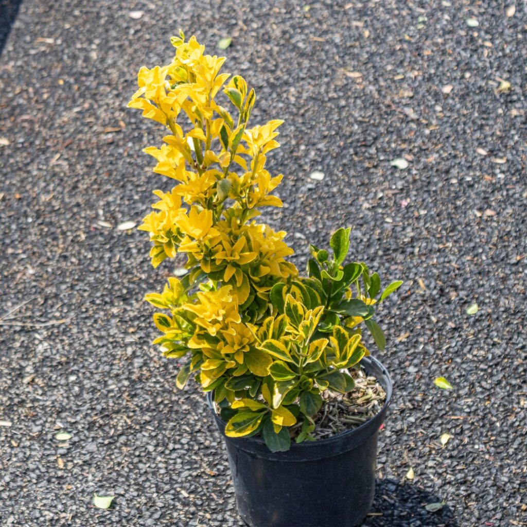 Euonymus japonicus ‘Aureo marginatus