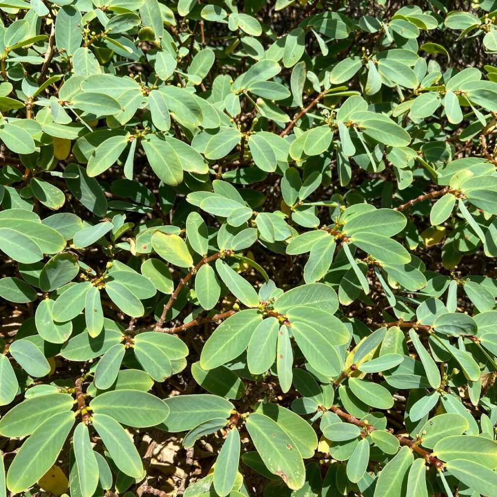 Euphorbia celastroides