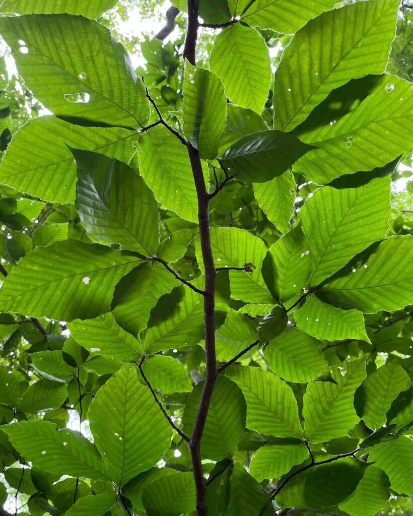 Fagus grandifolia