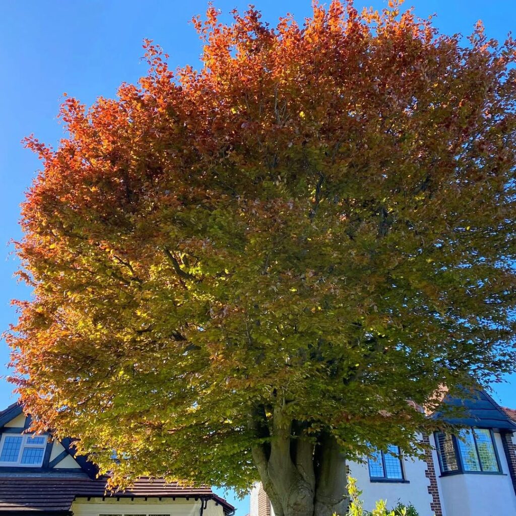 Fagus sylvatica ‘Atropurpurea