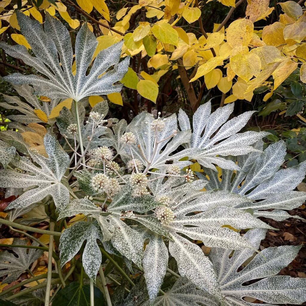 Fatsia japonica ‘Spiders Web
