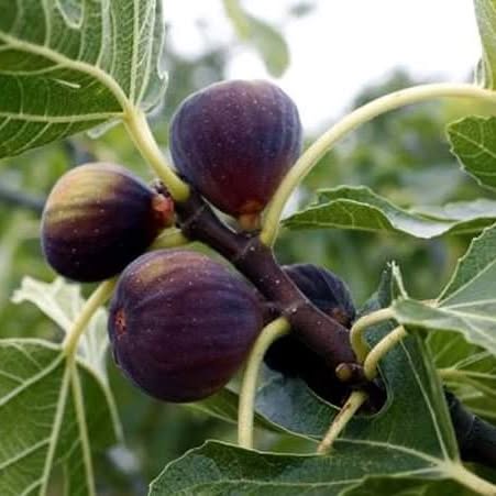 Ficus carica