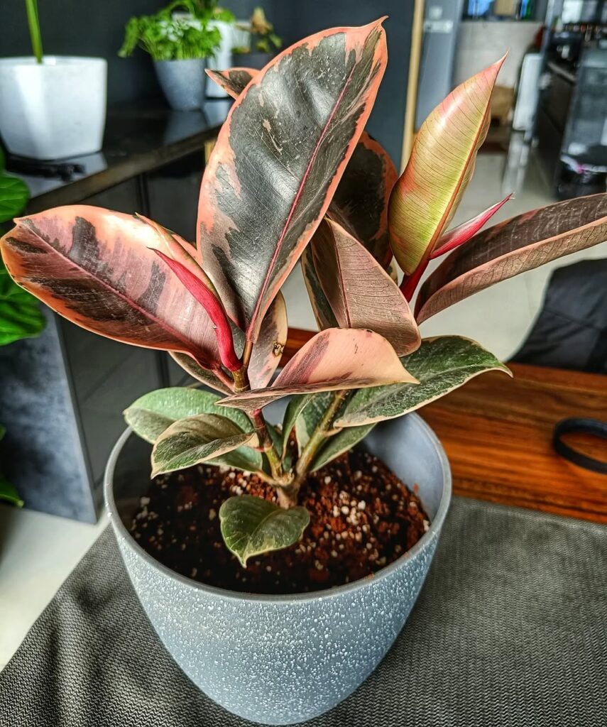 Ficus elastica ‘Ruby