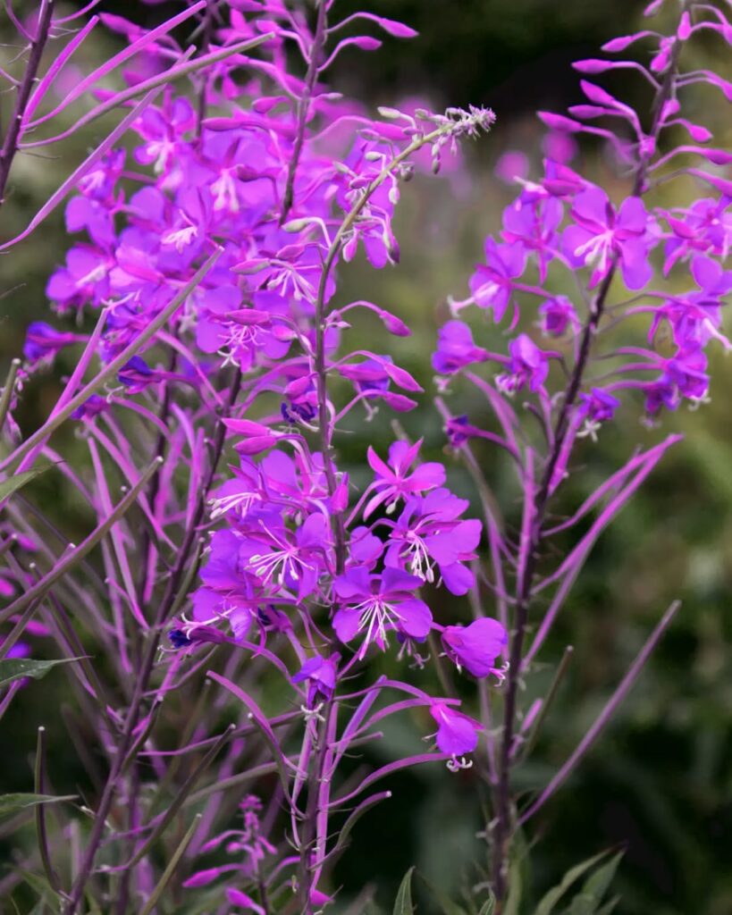 Fireweed