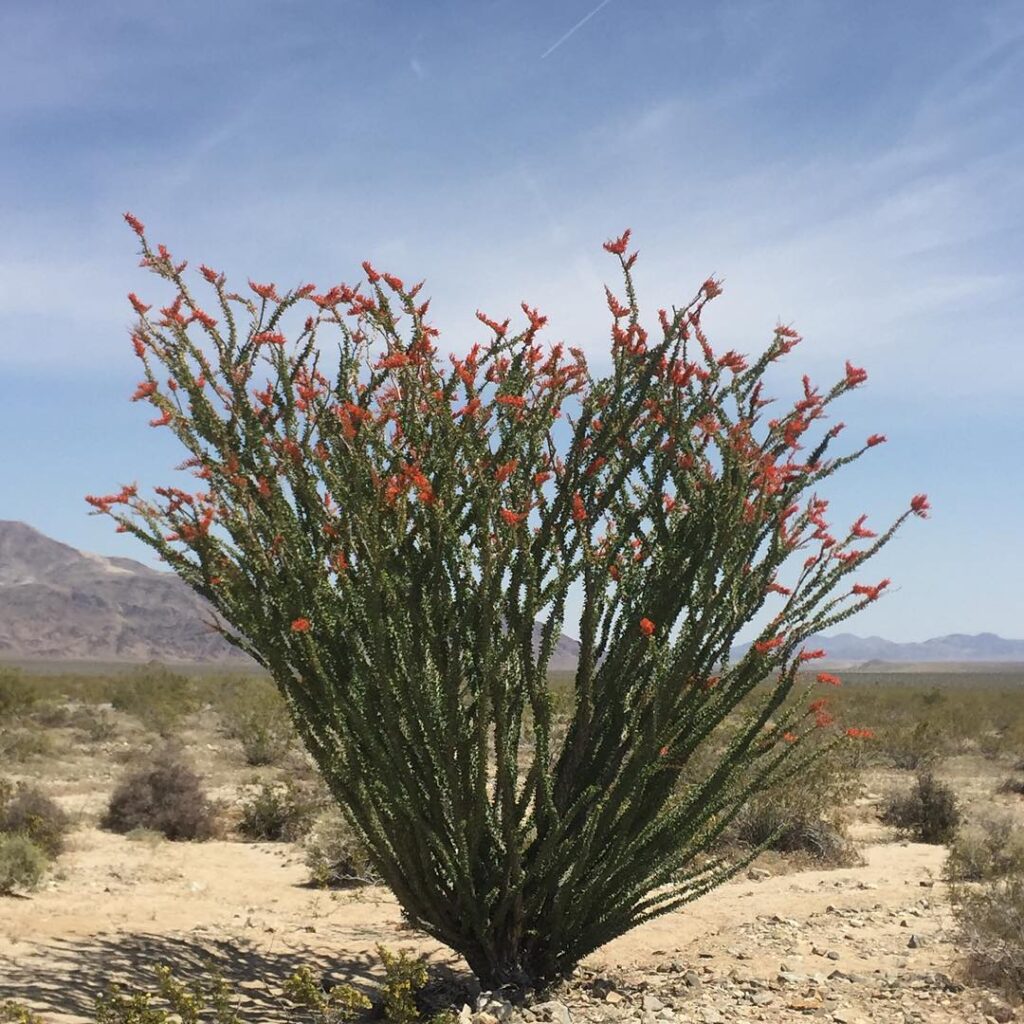 Fouquieria Splendens
