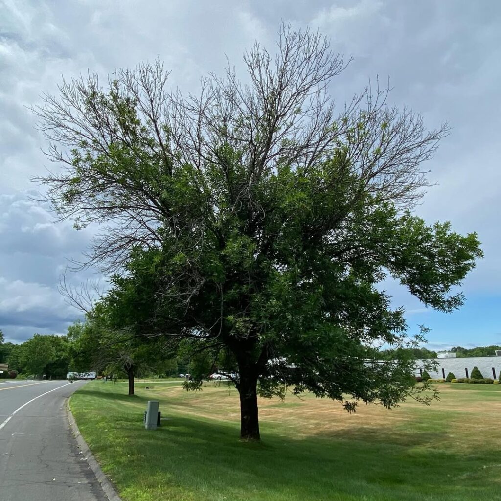 Fraxinus pennsylvanica