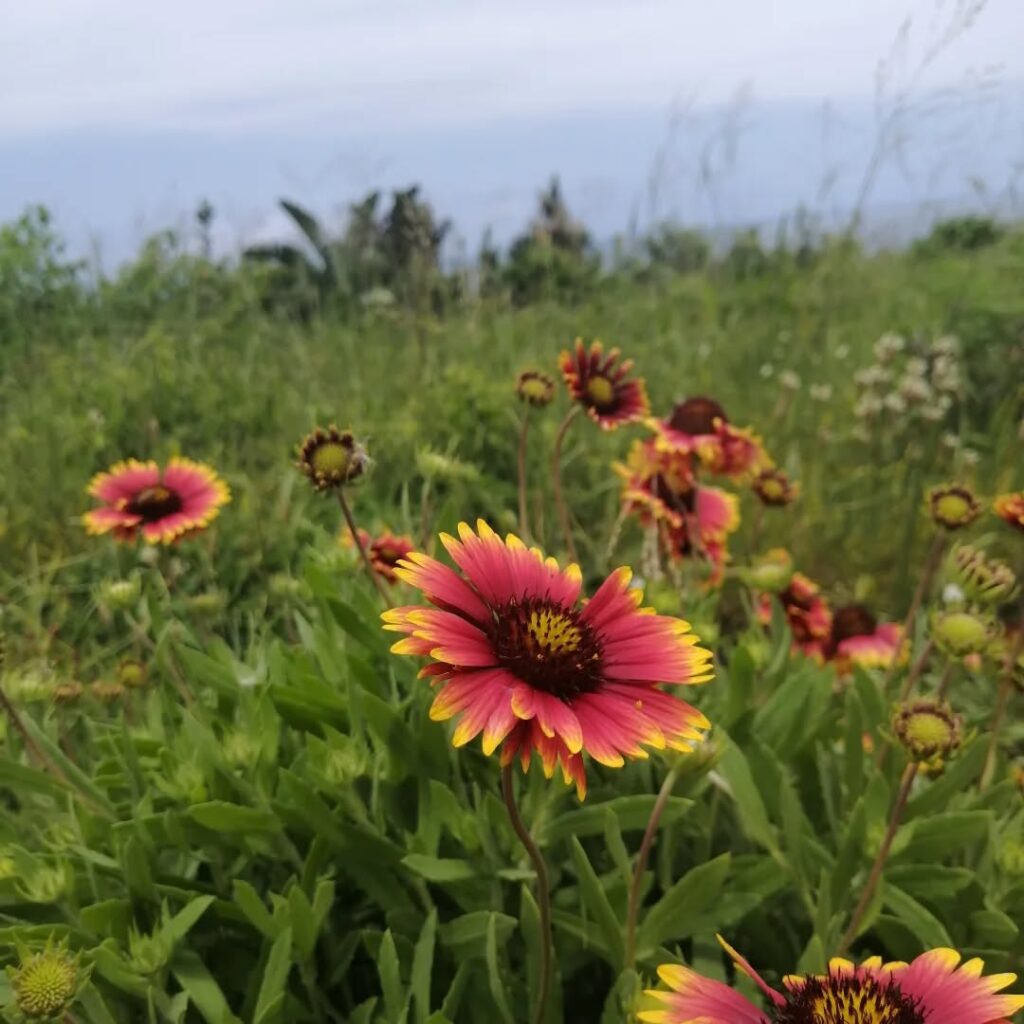 Gaillardia Pulchella