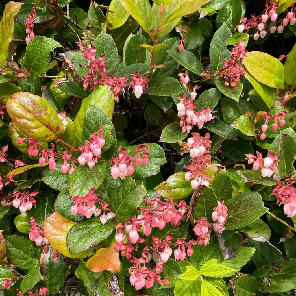 Gaultheria Shallon