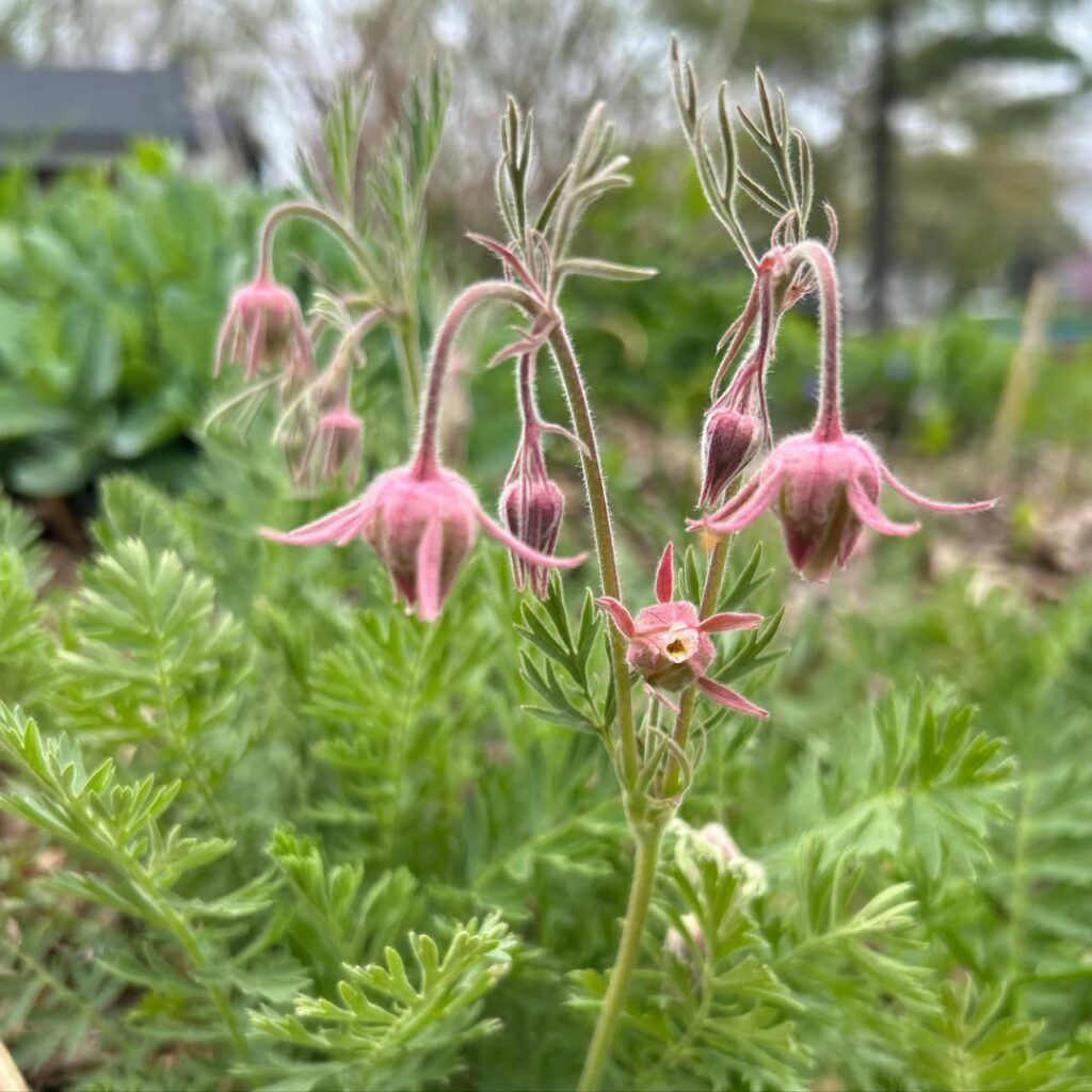 Geum triflorum