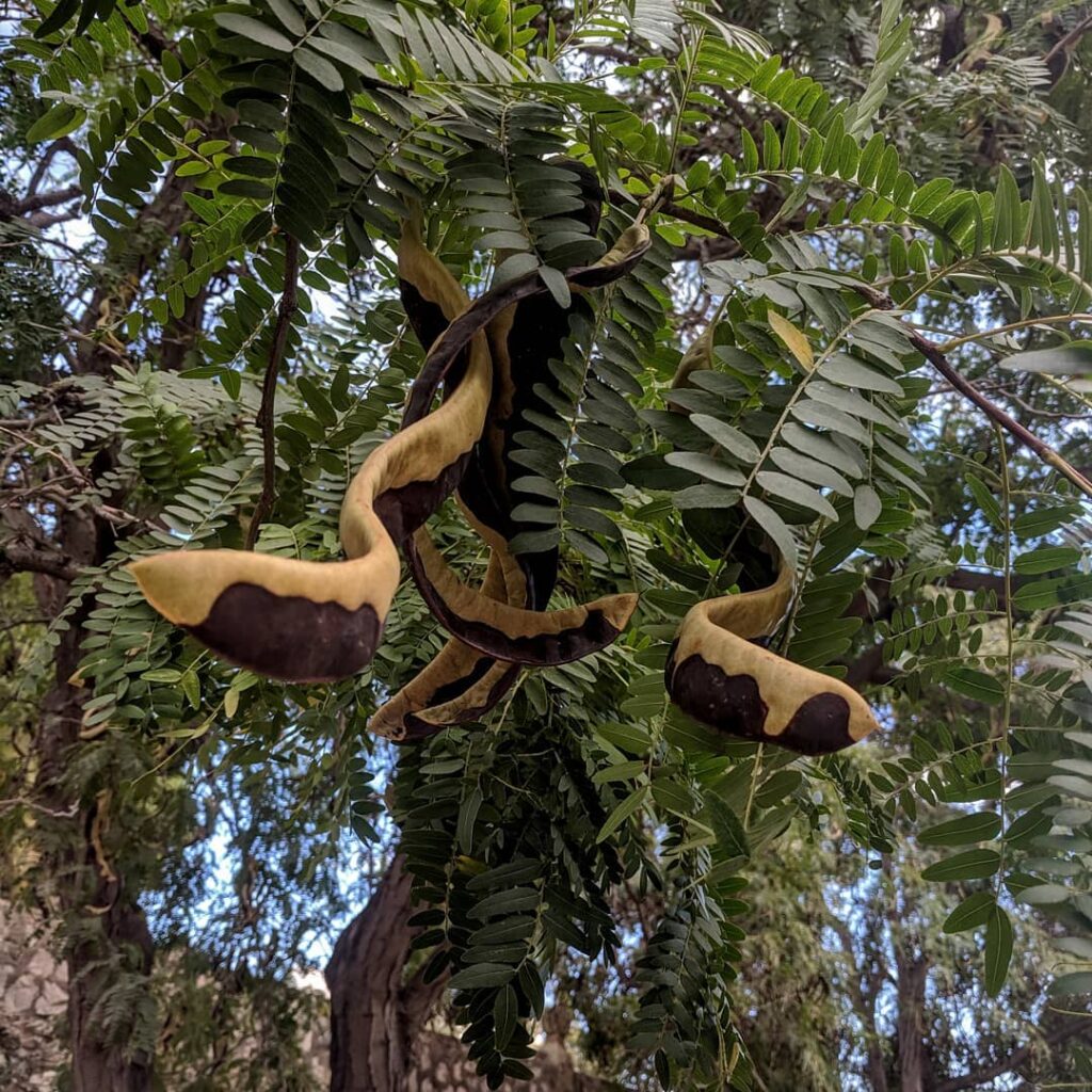 Gleditsia triacanthos