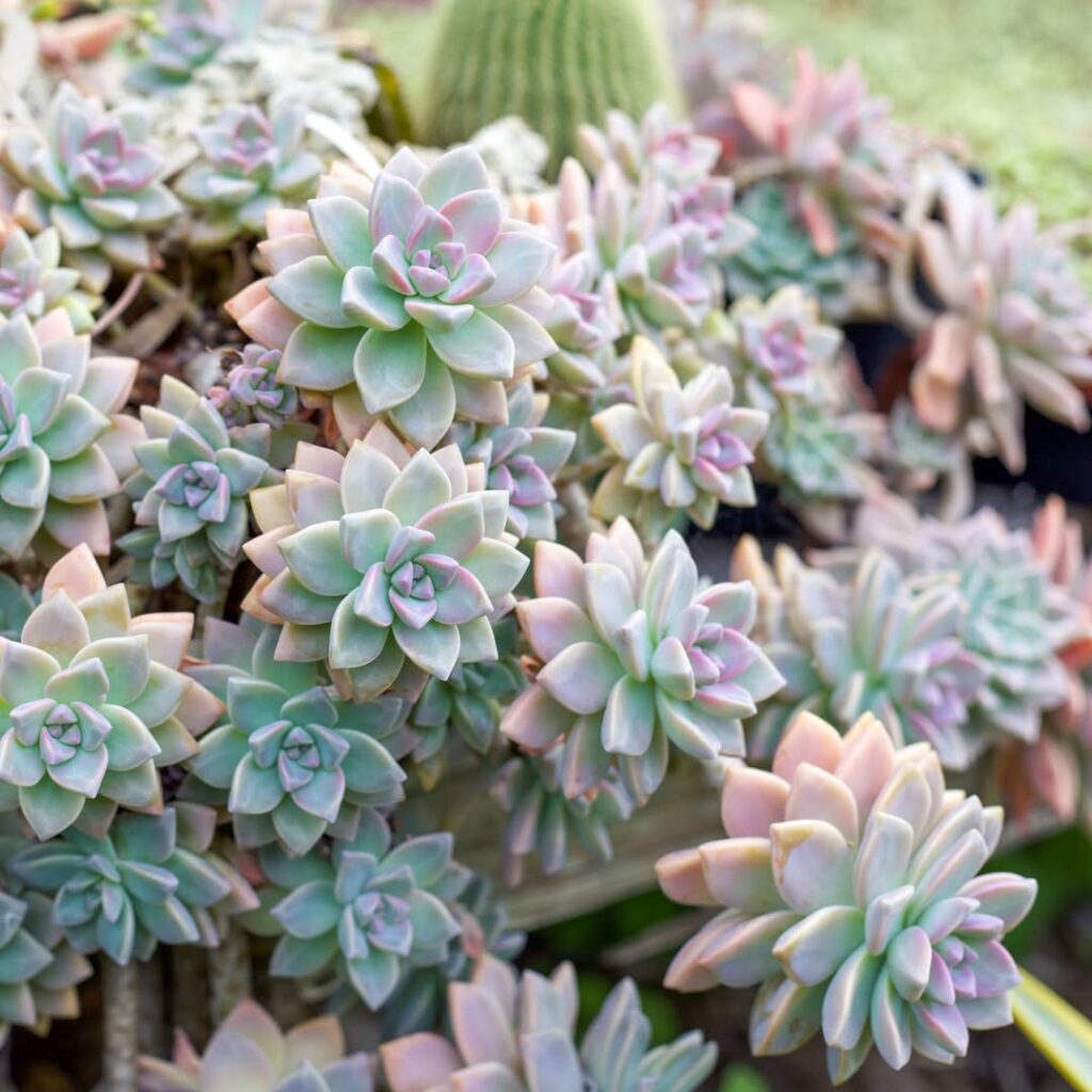 Graptopetalum Paraguayense
