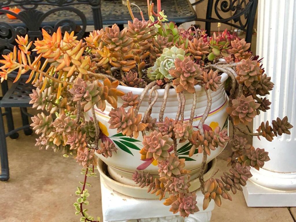Graptosedum ‘California Sunset
