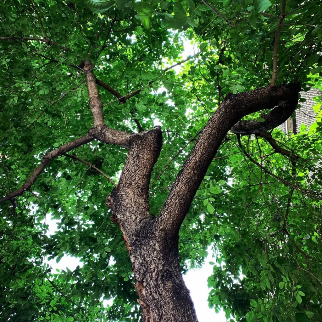 Green Ash
