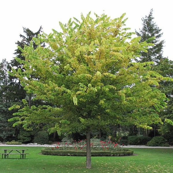 Hackberry
