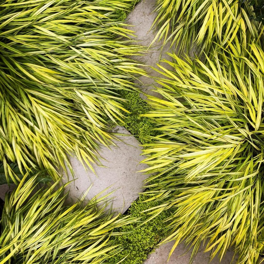 Hakonechloa macra ‘Aureola