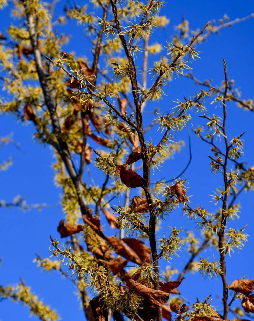 Hamamelis virginiana