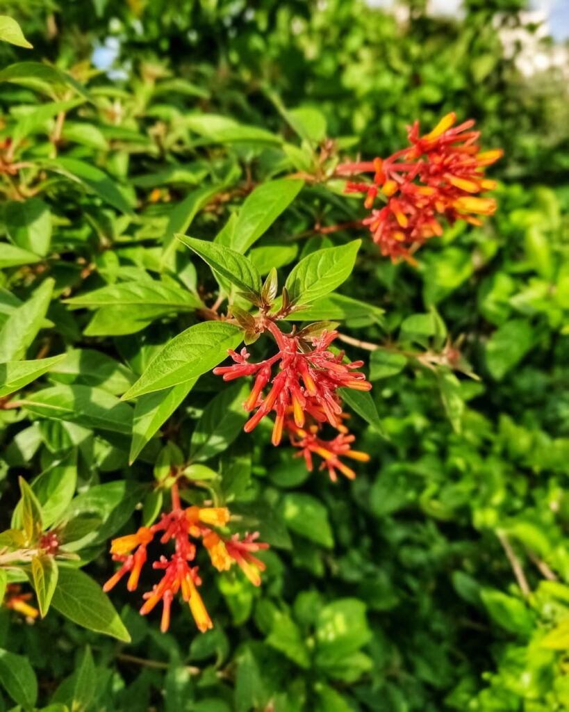 Hamelia Patens