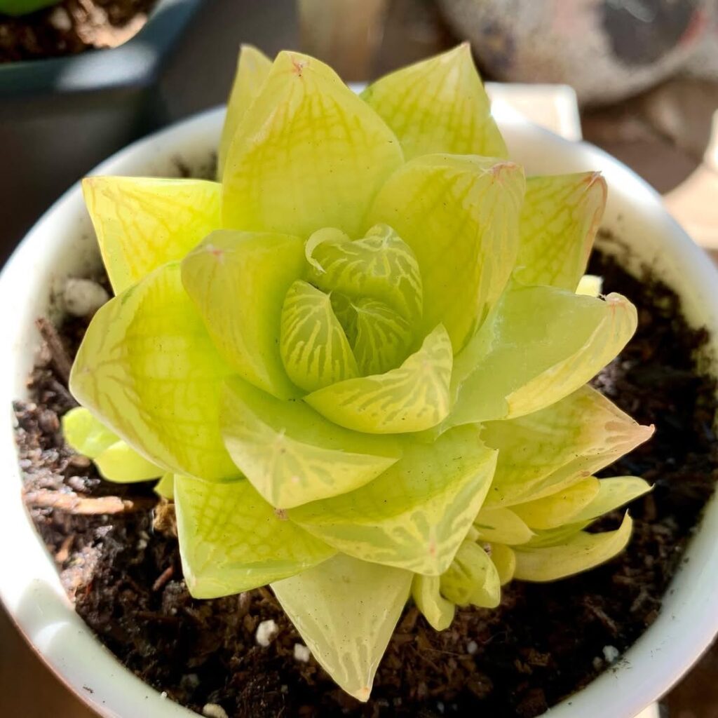 Haworthia cymbiformis ‘Gold