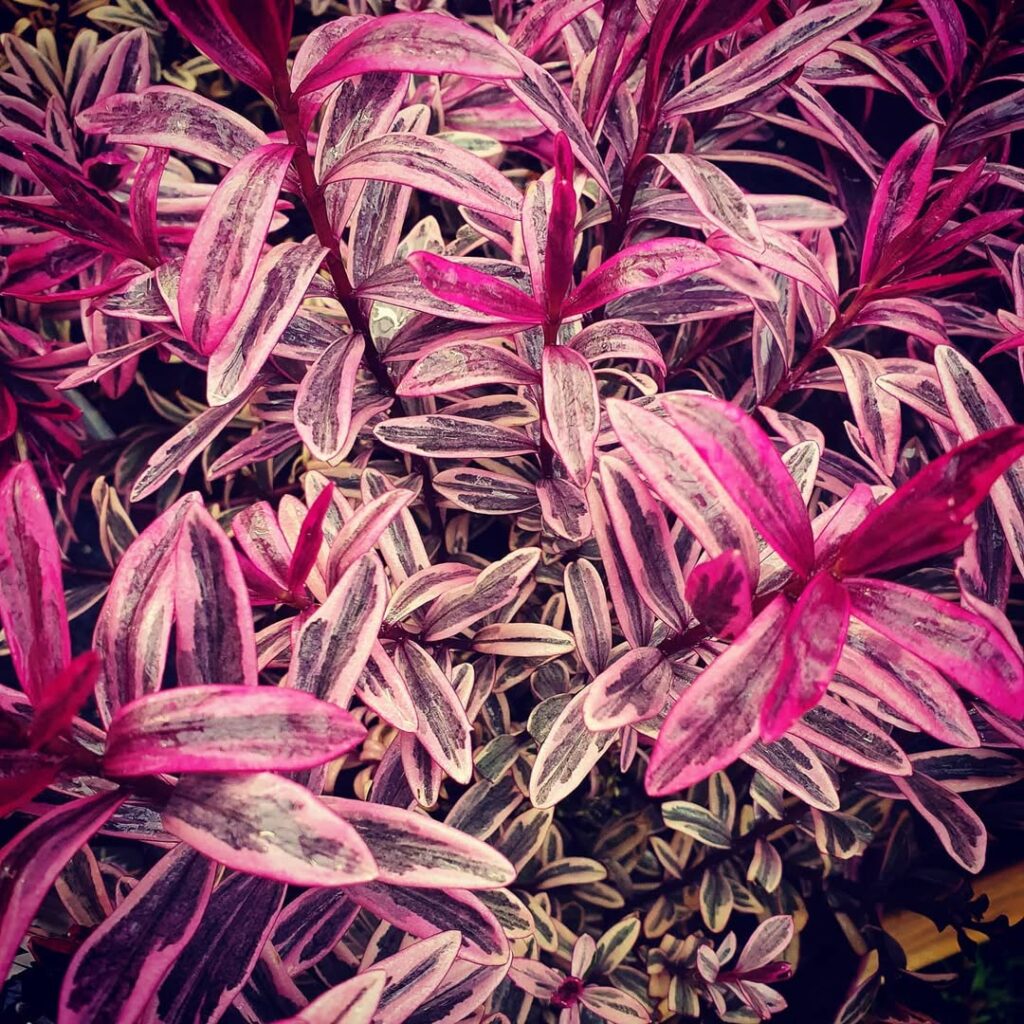 Hebe ‘Frozen Flame