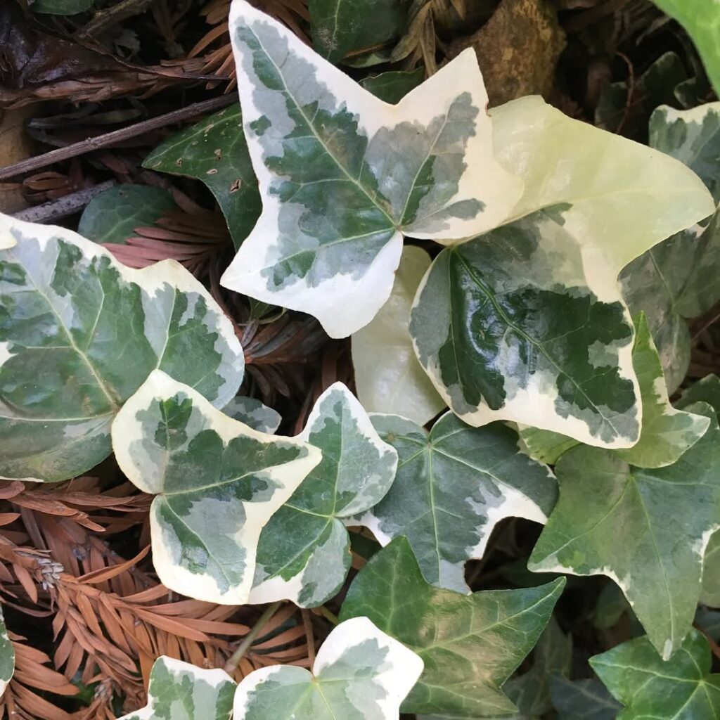Hedera helix ‘Glacier