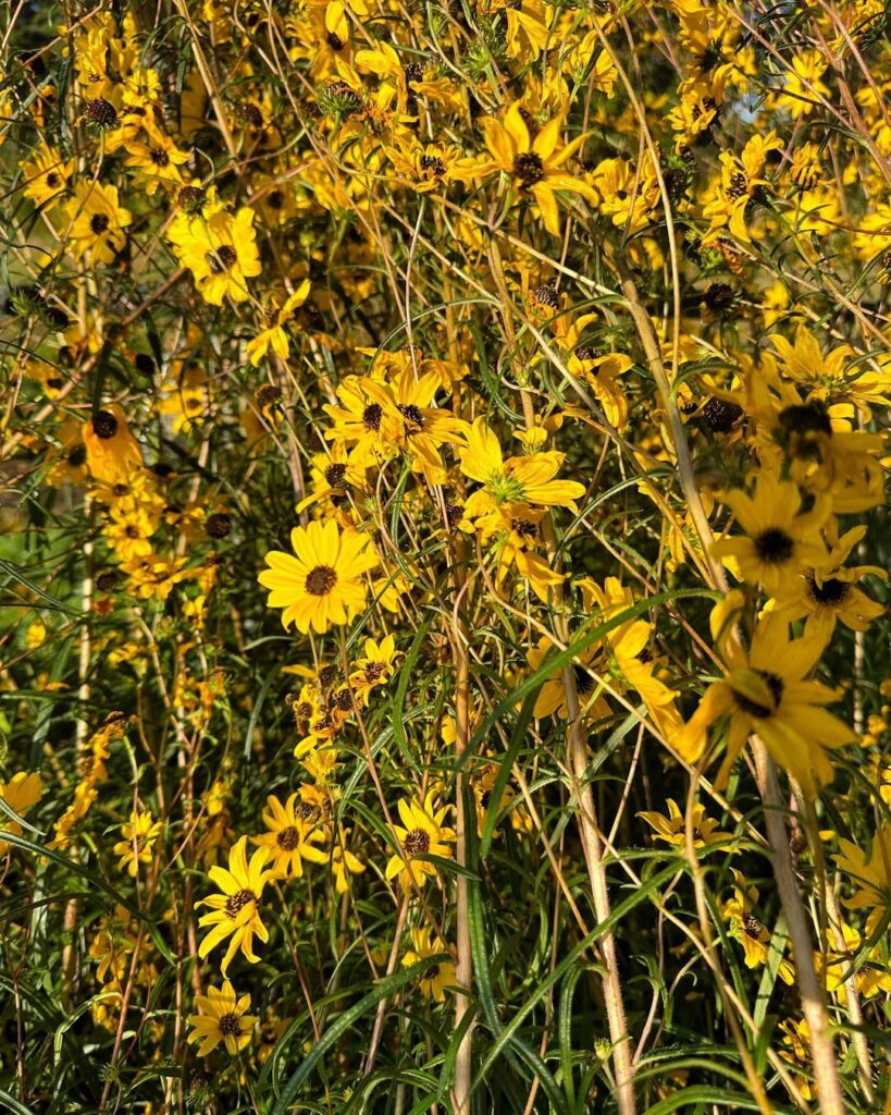 Helianthus Angustifolius