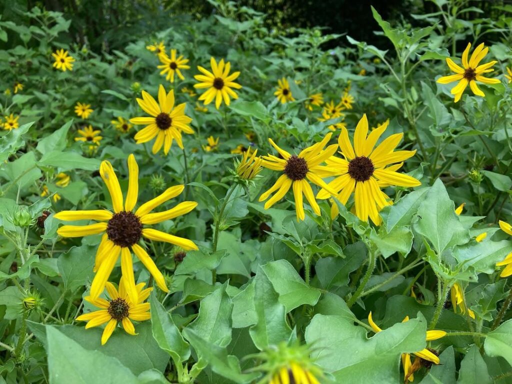 Helianthus Debilis