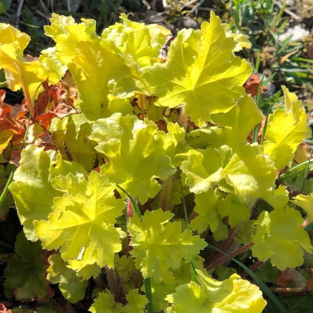 Heuchera ‘Lime Marmalade
