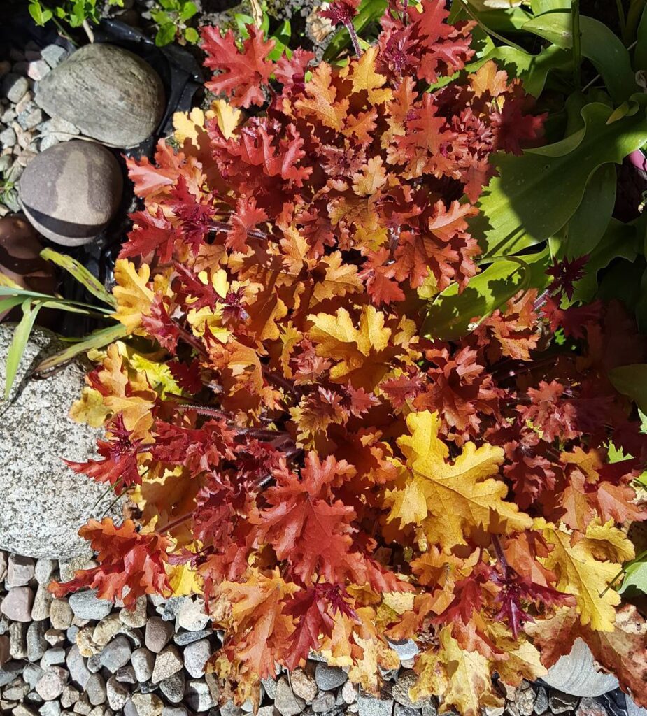 Heuchera ‘Orange Marmalade
