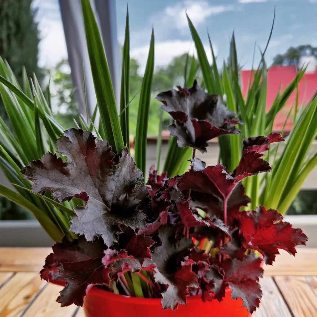 Heuchera ‘Palace Purple