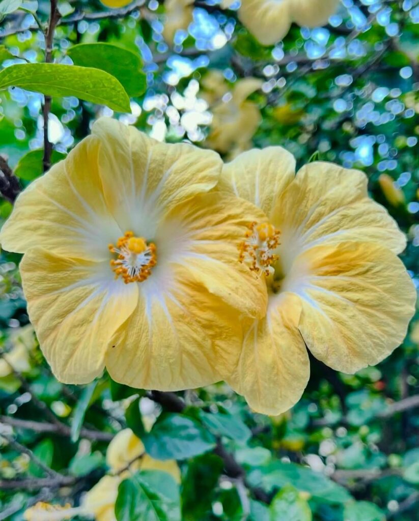 Hibiscus Brackenridgei