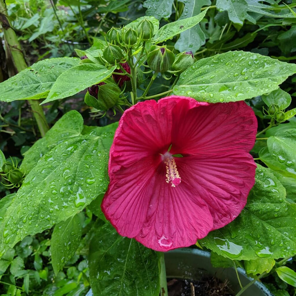 Hibiscus Moscheutos