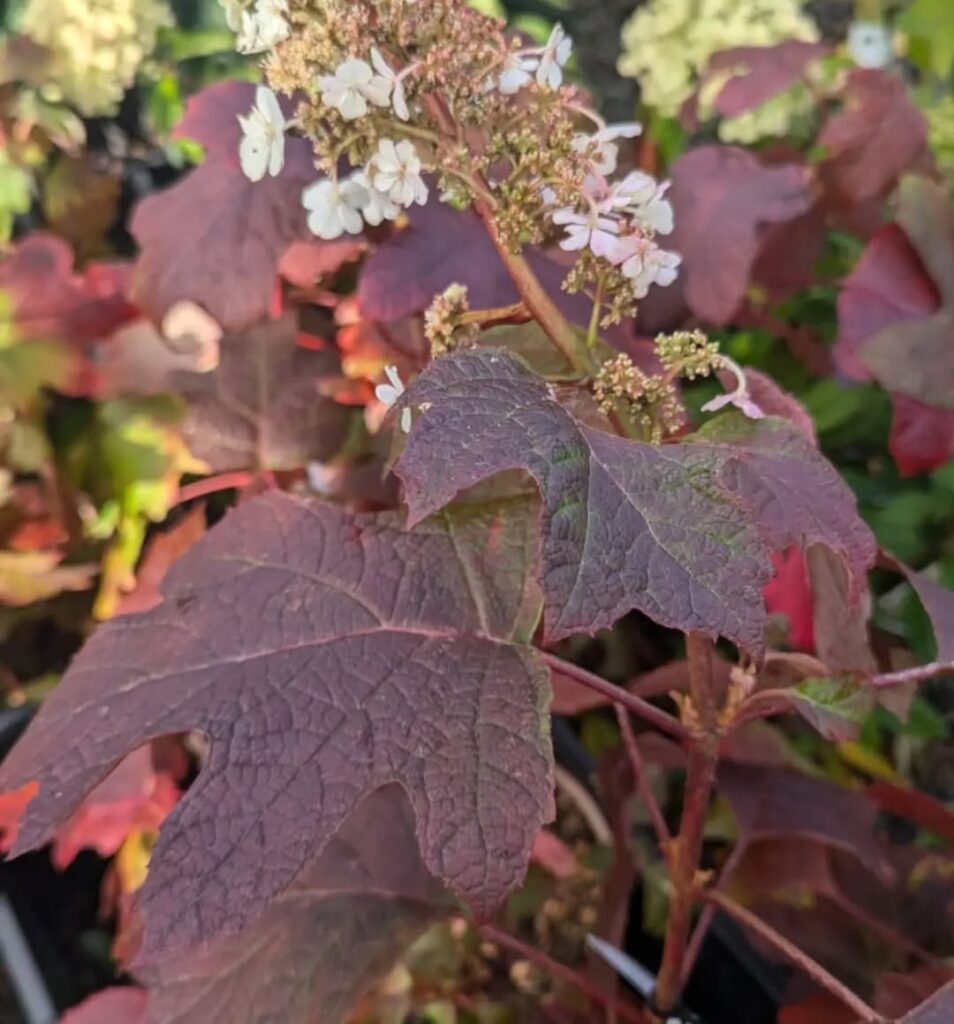 Hydrangea Quercifolia