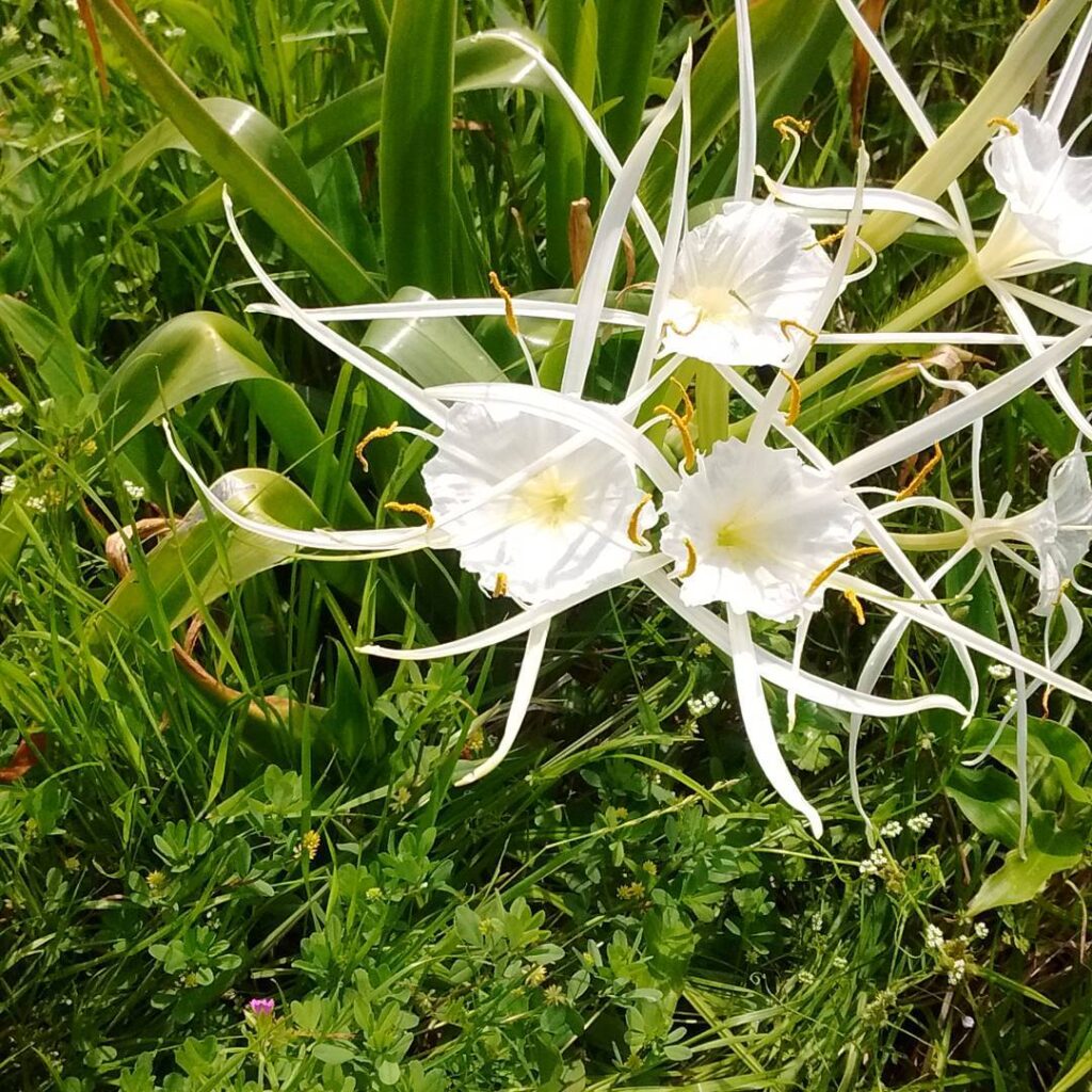 Hymenocallis liriosme