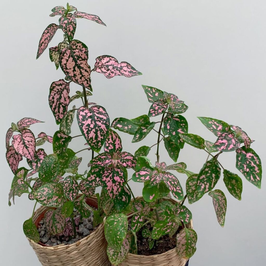 Hypoestes phyllostachya ‘Pink Splash